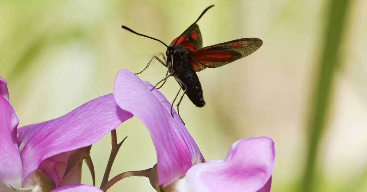 Le Sacre du printemps : la nature s’éveille sur France.tv