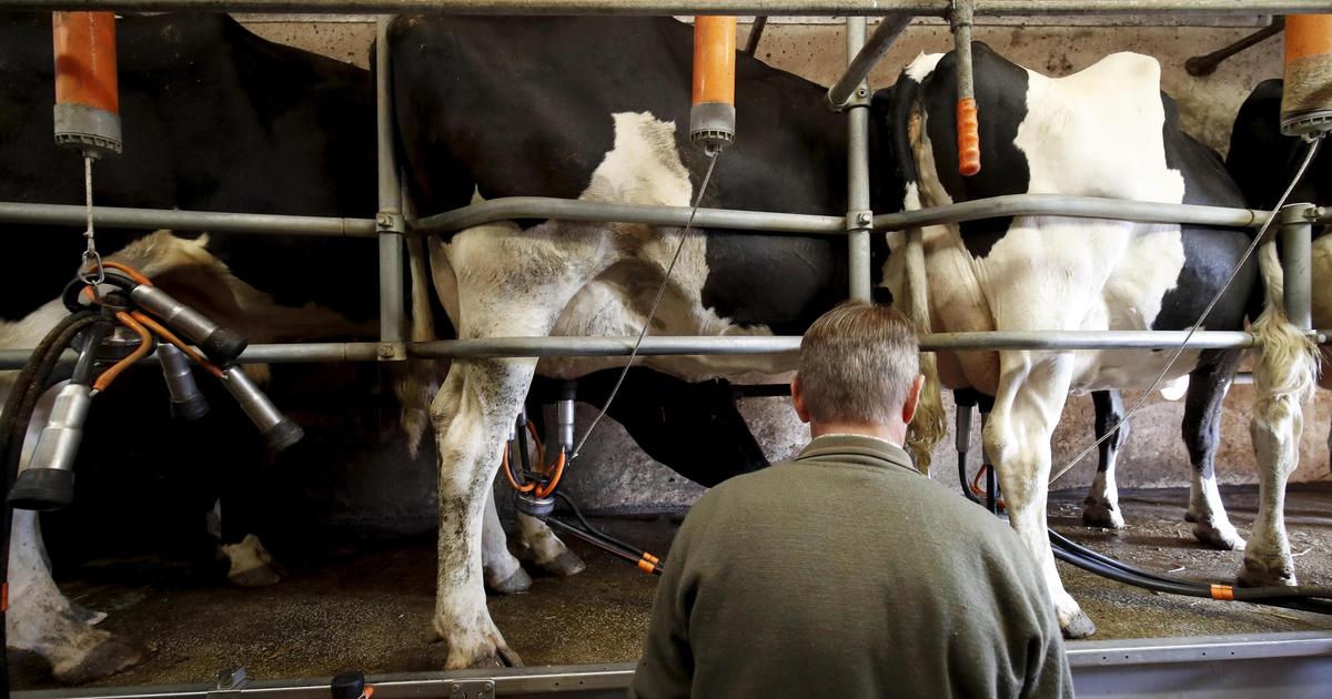 «On balance 12 000 litres par jour» : des éleveurs mayennais obligés de jeter leur lait