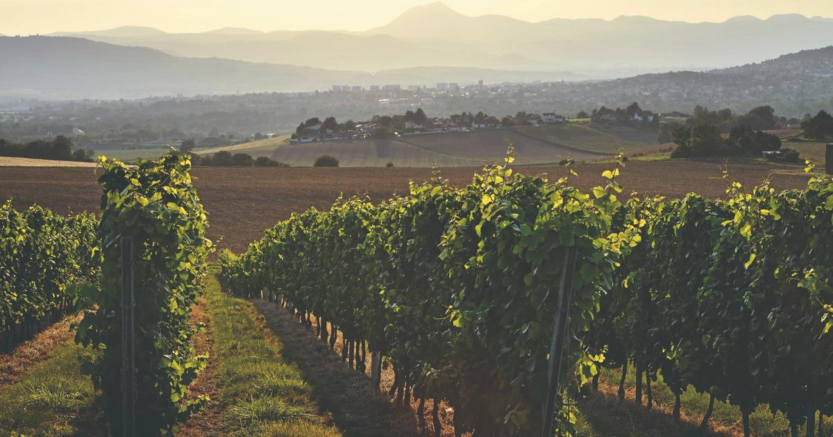 Œnotourisme en montagne : nos plus belles balades dans les vignes