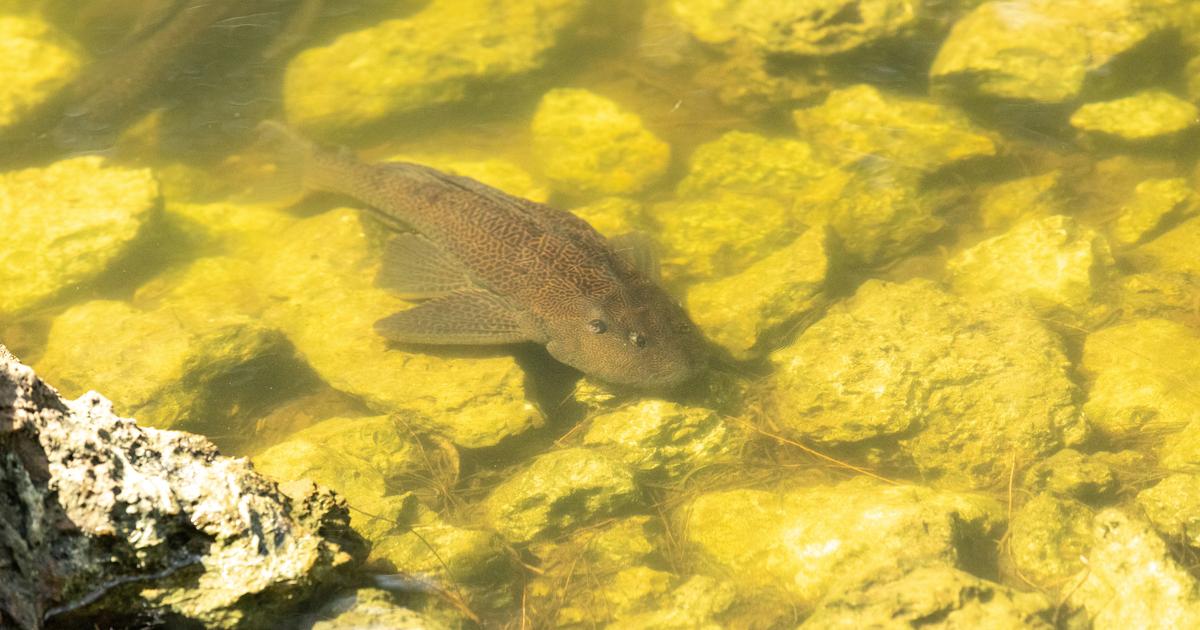 Poisson Invasif Quel est ce poisson invasif qui raffole des rivières polluées et ...