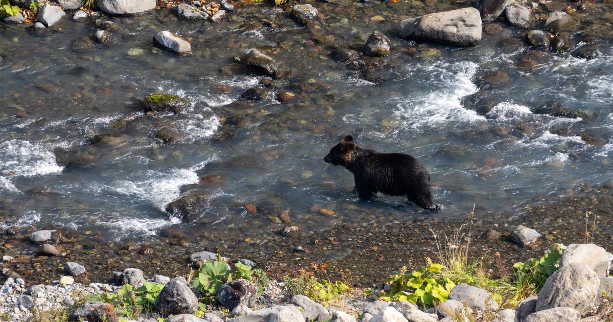 Le Japon confirme le premier décès de 2026 lié à une attaque d’ours, deux autres cas suspectés