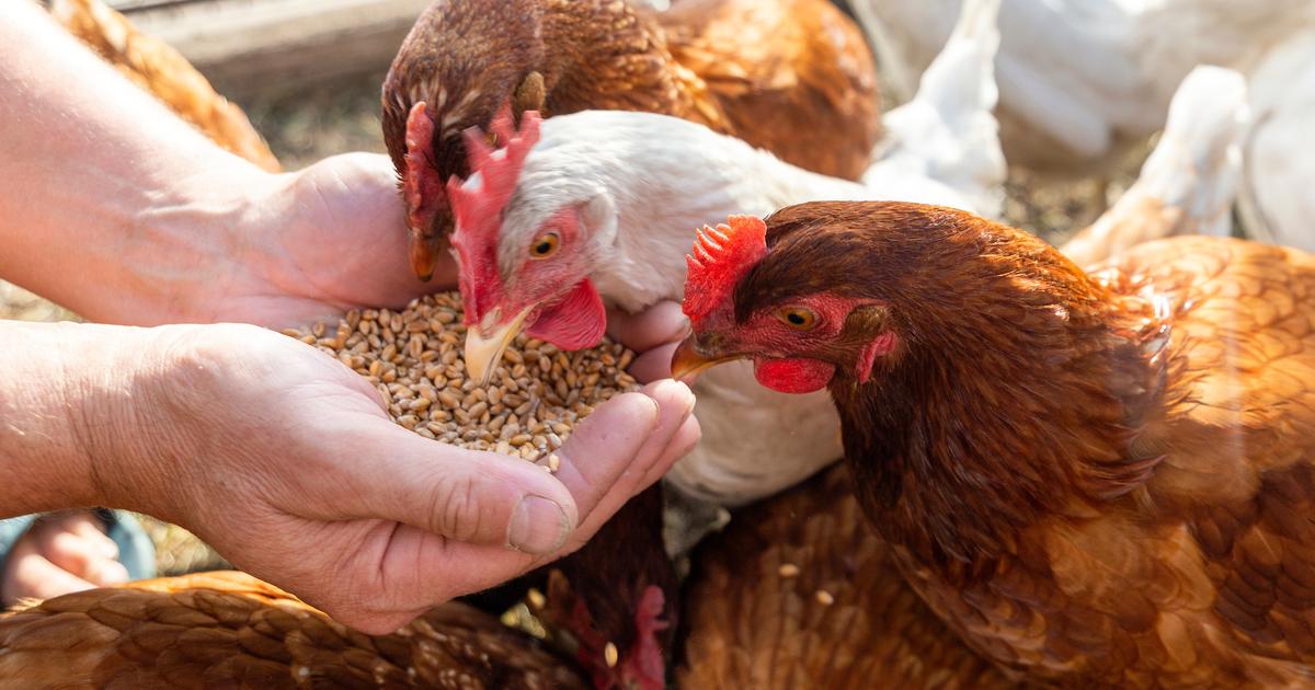 «Ils préfèrent manger du poulet brésilien ?» : quand des riverains s’opposent à l’installation d’un poulailler