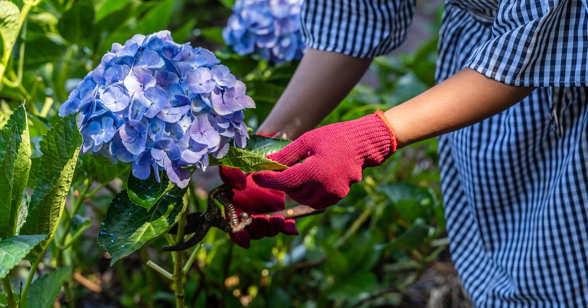 Size, blue color, pot cultivation: 3 questions that all gardeners ask about hydrangeas