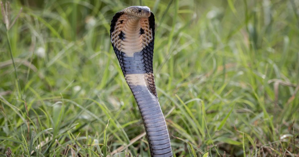 Haute-Garonne : un cobra aperçu dans la commune de Castelginest, collège et espaces publics fermés