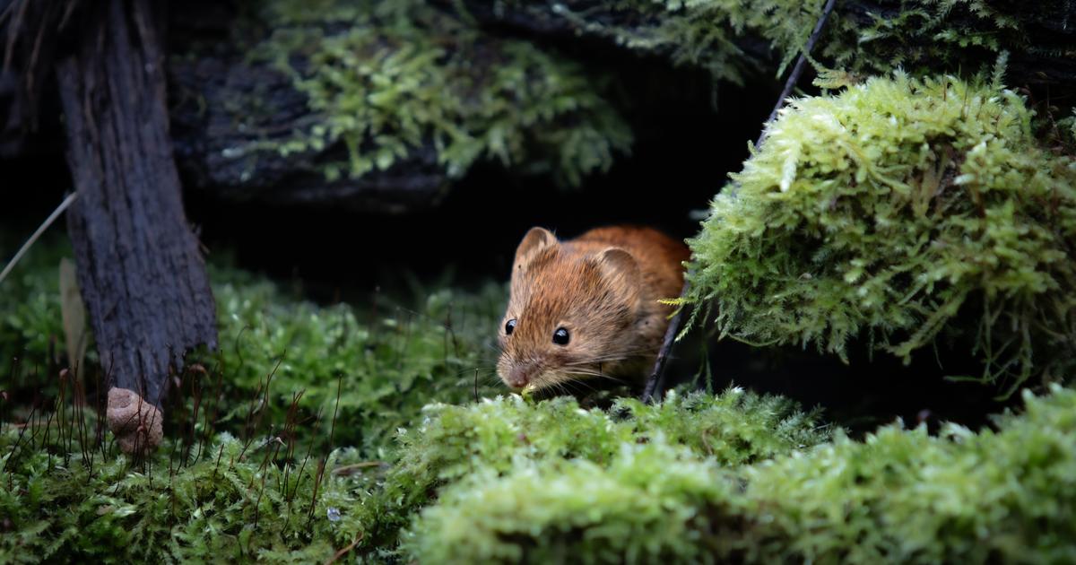 Hantavirus : une souche du virus infecte discrètement des dizaines de Français chaque année
