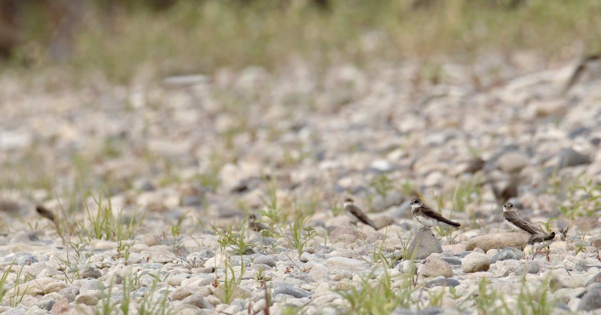 Le Sacre du printemps (France 2) : la Normandie au rythme de la « slow télé » naturaliste
