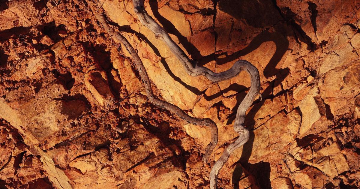 «C’était une problématique pointue réservée aux spécialistes» : comment l’idée d’un sol vivant est revenue à la surface de la viticulture