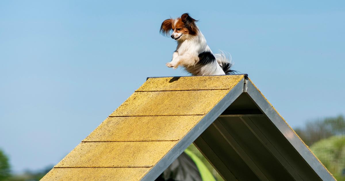Il est probablement le chien le plus vieux du monde : Lazare, un épagneul nain de 30 ans, est mort près d’Annecy