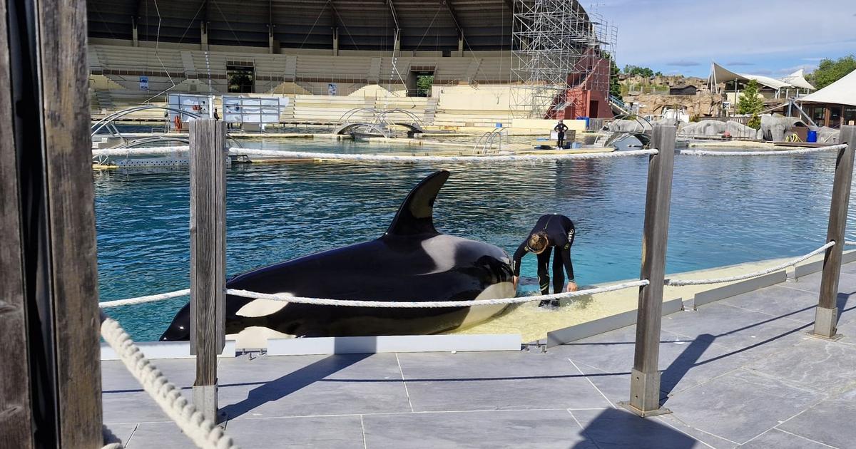 Marineland : le ministre plaide pour un transfert des deux orques vers Tenerife