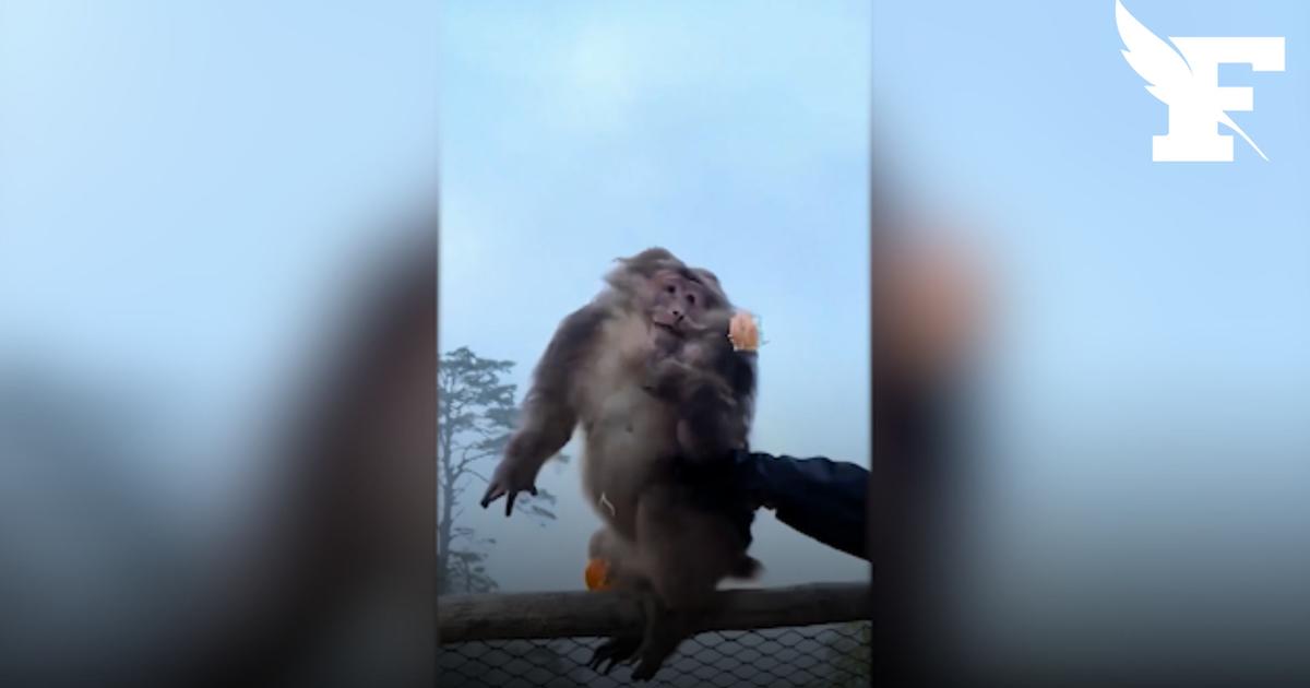 Chine : filmé en train de pousser un singe du haut d’une montagne, un touriste banni pendant trois ans d’un site protégé