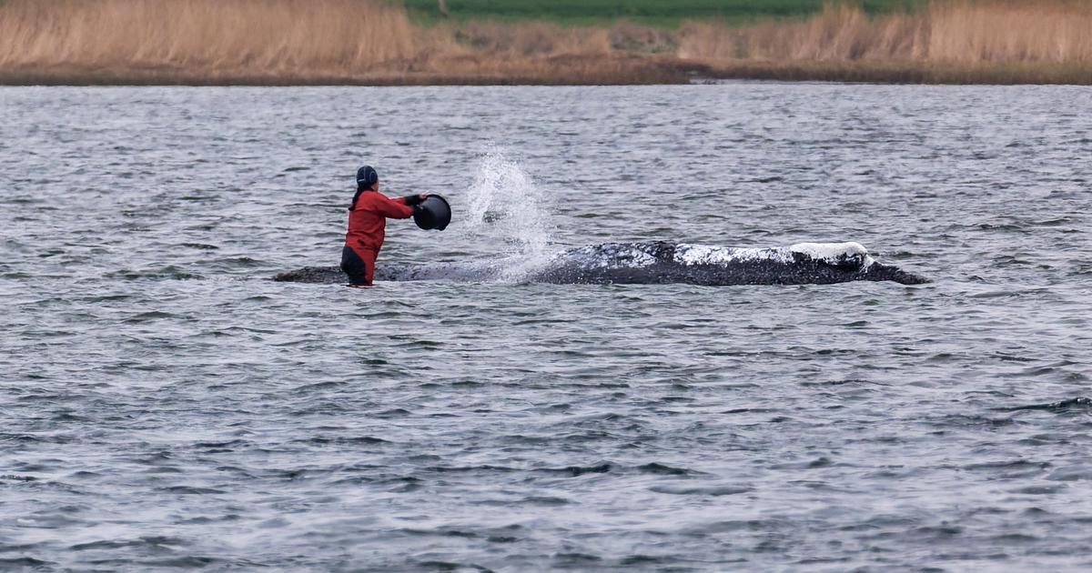 «Timmy», la baleine qui avait été secourue en Allemagne finalement retrouvée morte au Danemark