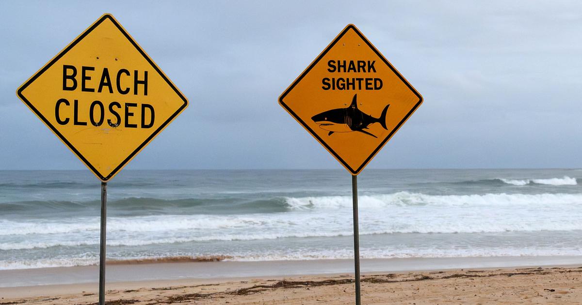 Australie : un homme est mort après avoir été mordu par un grand requin blanc