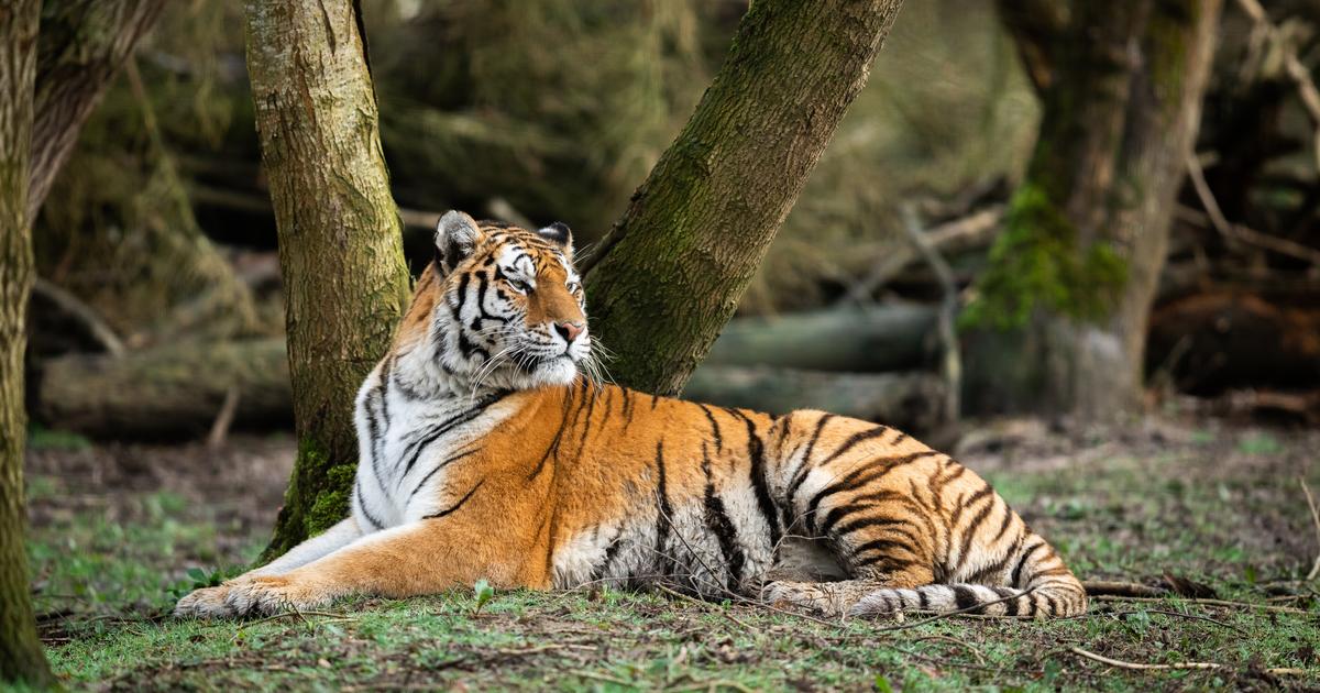 Un tigre évadé d’un enclos privé a été abattu par la police en Allemagne