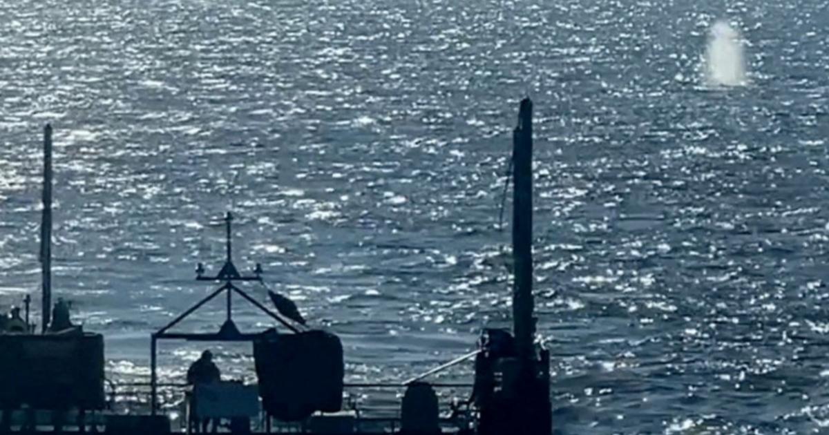 «La nature a tranché» : la baleine Timmy, qui avait ému toute l'Allemagne, retrouvée morte au large du Danemark