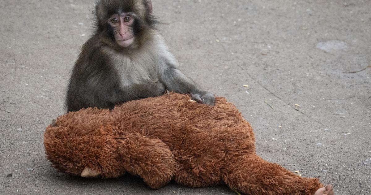 Effraction dans l’enclos du bébé macaque Punch : la police arrête deux Américains