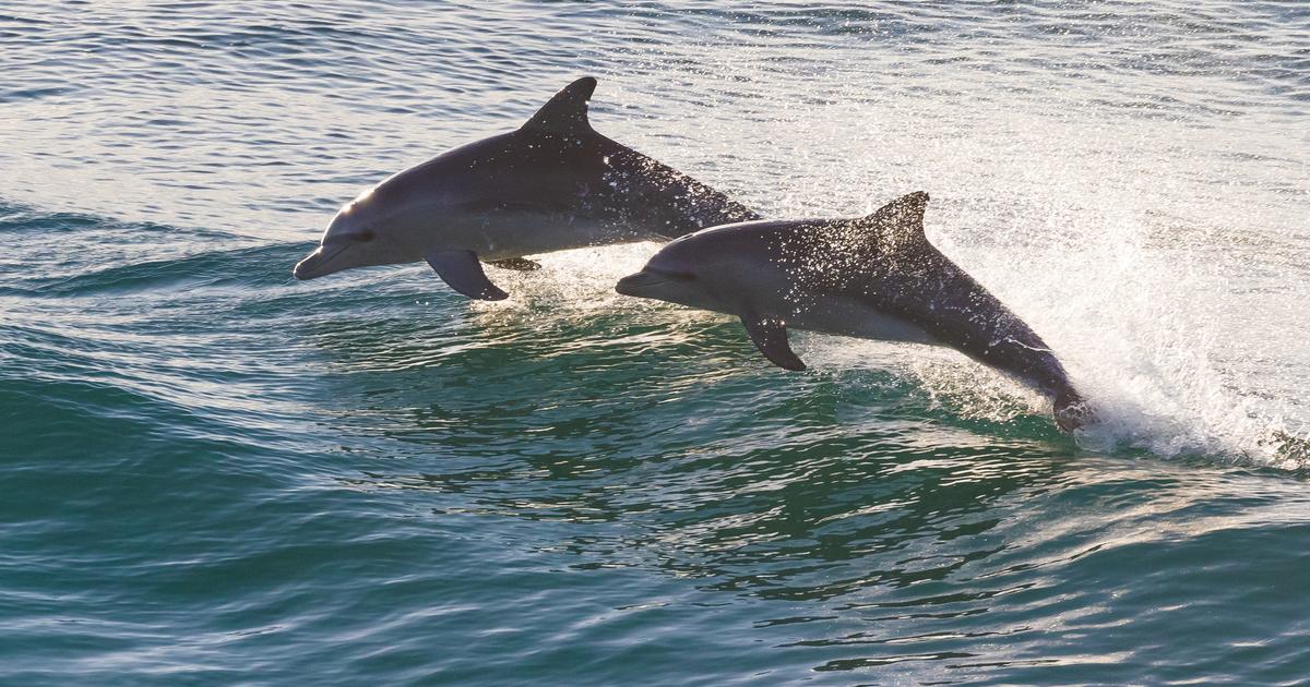 Îles Salomon : l'interdiction d'exporter des dauphins est rétablie