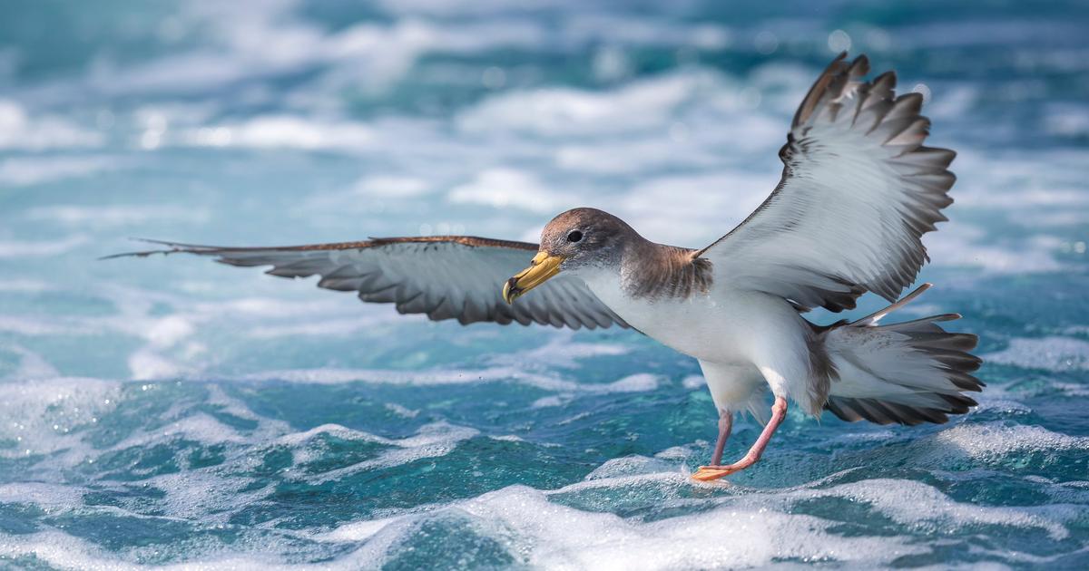 Voici pourquoi vous ne verrez plus autant d’oiseaux sur les bords de mer en été, selon une étude récente