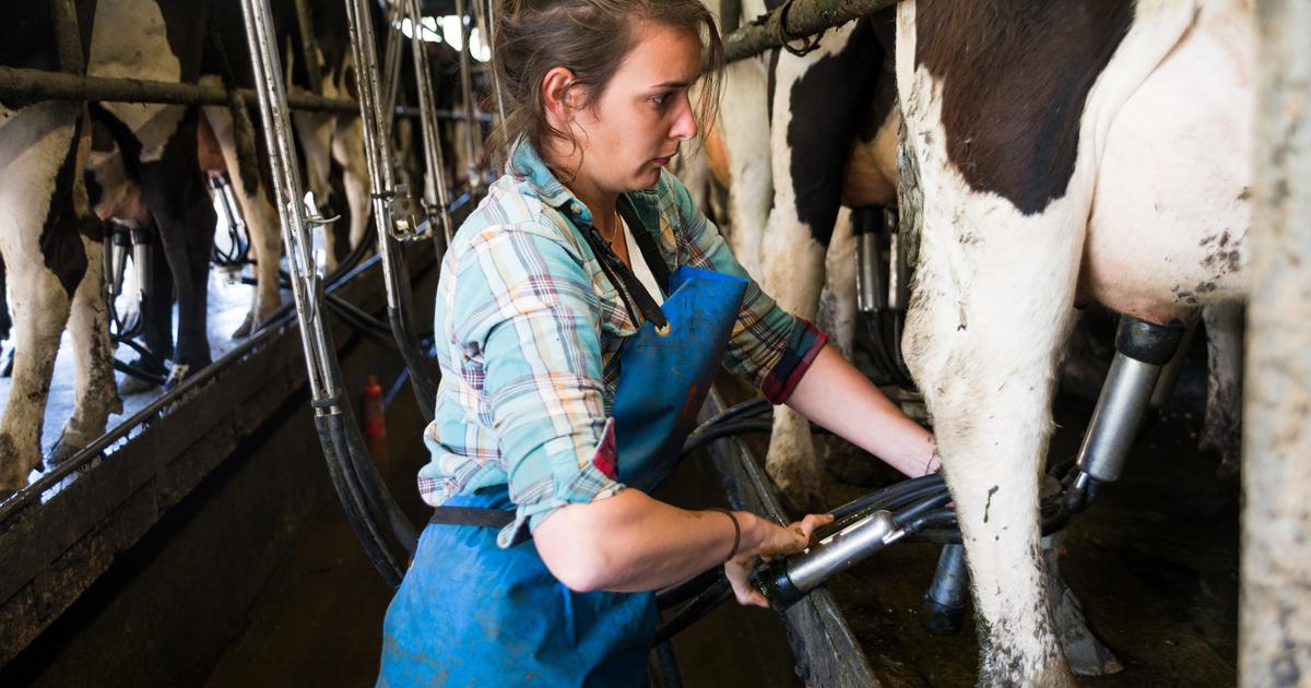 Des briques de lait demi-écrémé de vache rappelées car pouvant contenir... du lait de chèvre