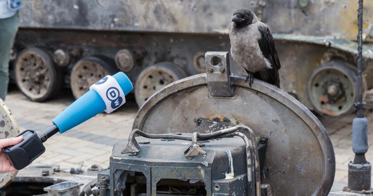 Qu’est-ce que la «philopatrie», cet amour du pays qui empêche les oiseaux de fuir les combats en Ukraine ?