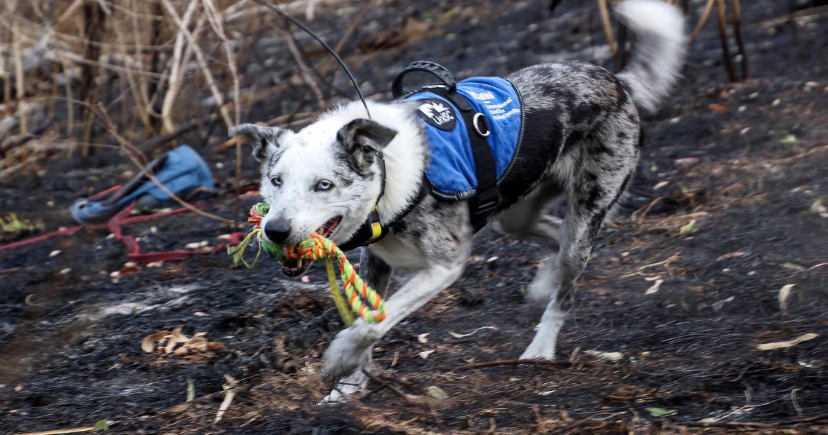 Qui va remplacer Bear, le chien qui a sauvé plus de 100 koalas en Australie ?