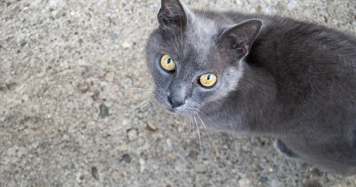 Le «préjudice animalier» d’un chat et d’un lapin abandonnés par leur propriétaire reconnu par la justice