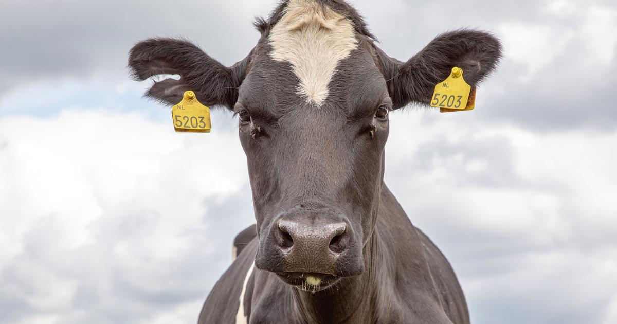 Les vaches perçoivent les visages et les émotions humaines, même sur un écran
