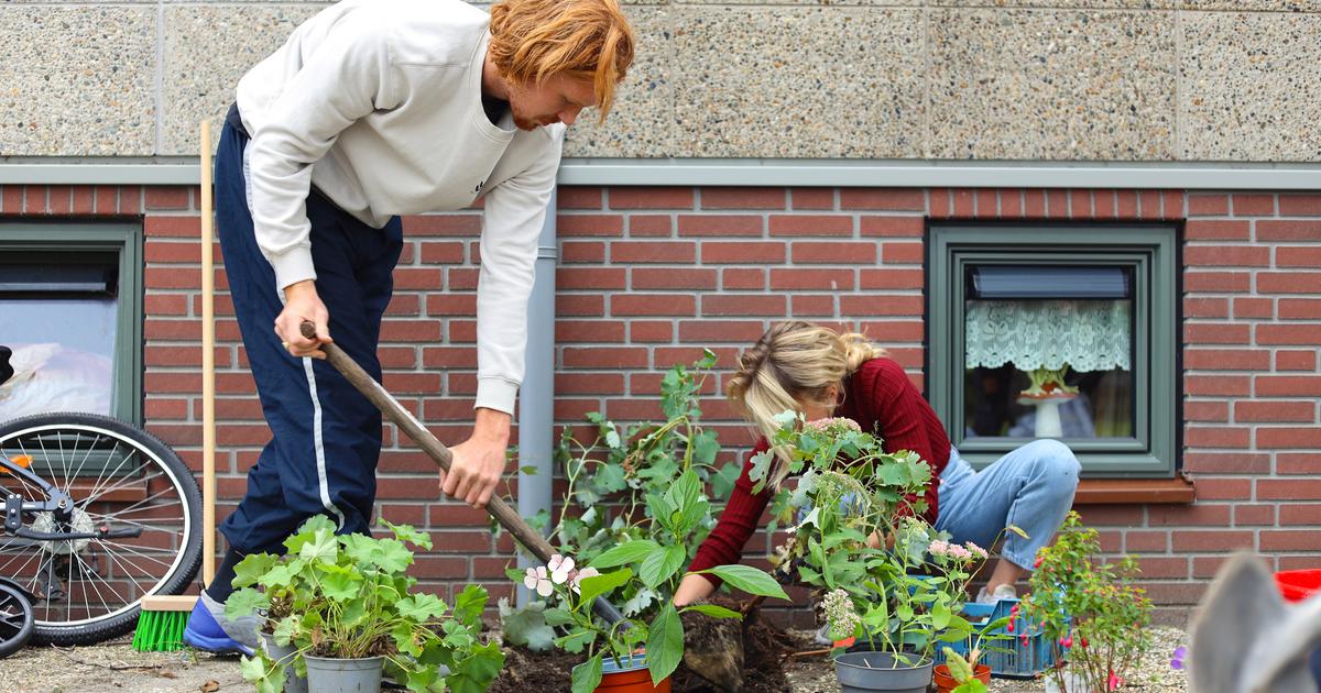 Sous les pavés, les plantes : aux Pays-Bas, les jardiniers les plus zélés s’affrontent pour verdir leur ville