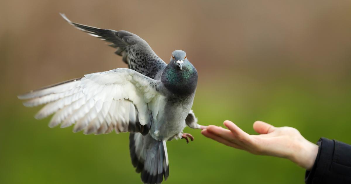 Les pigeons «conditionnés» à servir l’Homme il y a plus de 3 millénaires : la découverte qui désarçonne la science