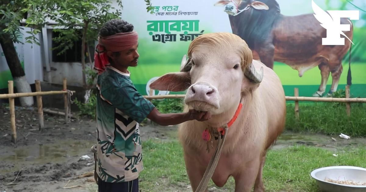 Découvrez le buffle «sosie» de Donald Trump, devenu une star des réseaux sociaux au Bangladesh