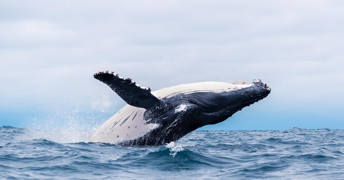 «Une distance record» : de l’Australie au Brésil, le long périple de deux baleines à bosse autour de l’Antarctique