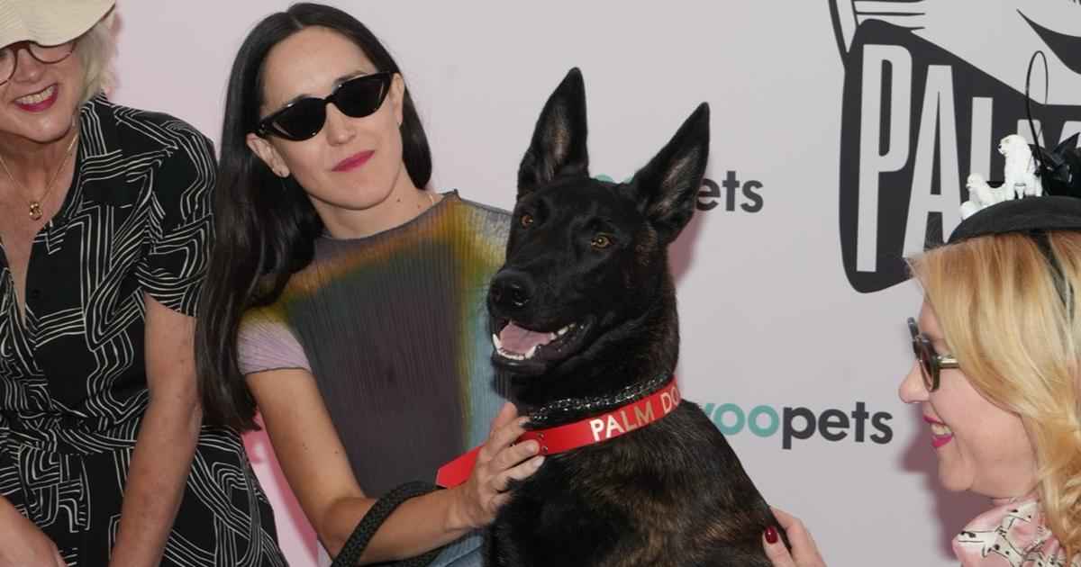Cannes : trouvée dans un refuge, l’attachante Yuri décroche la Palm Dog pour son rôle dans La Chienne