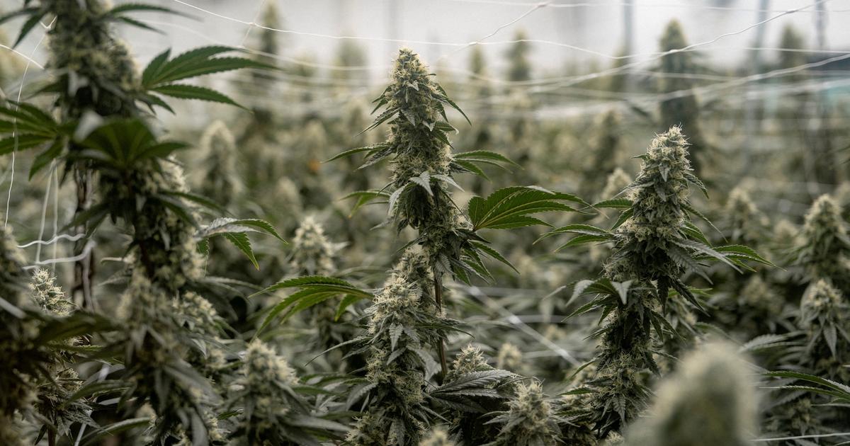 Du cannabis caché dans des meubles en kit : démantèlement d’un étonnant trafic entre la Californie et Paris