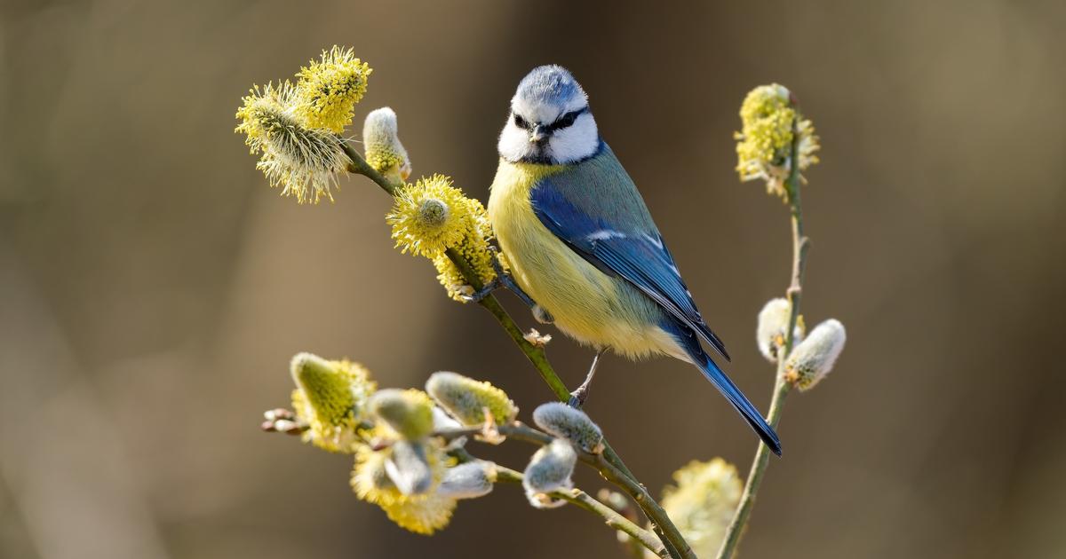 Le grand comptage des Oiseaux des jardins revient : à vous de jouer ce week-end