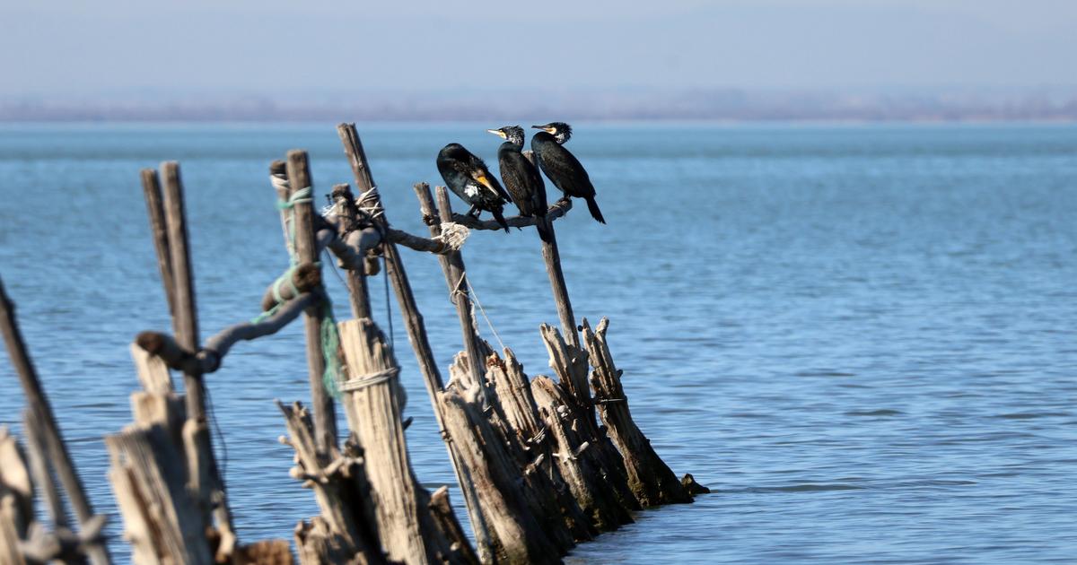 Des pays européens réclament de réduire la population de cormorans, accusés de manger trop de poissons