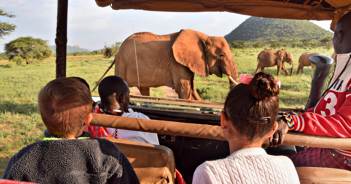 Un minibus percute un éléphant en Ouganda : le bilan s’élève à trois morts et quatre blessés