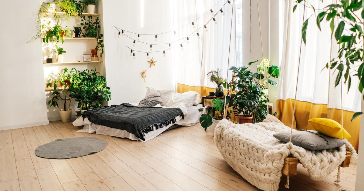 Heatwave: these indoor plants act as a natural air conditioner in your home