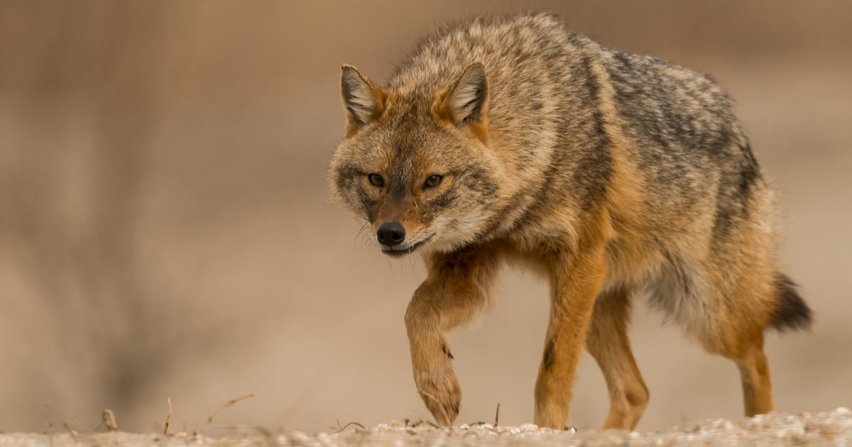 En traquant le loup, l’Europe fait progresser les chacals