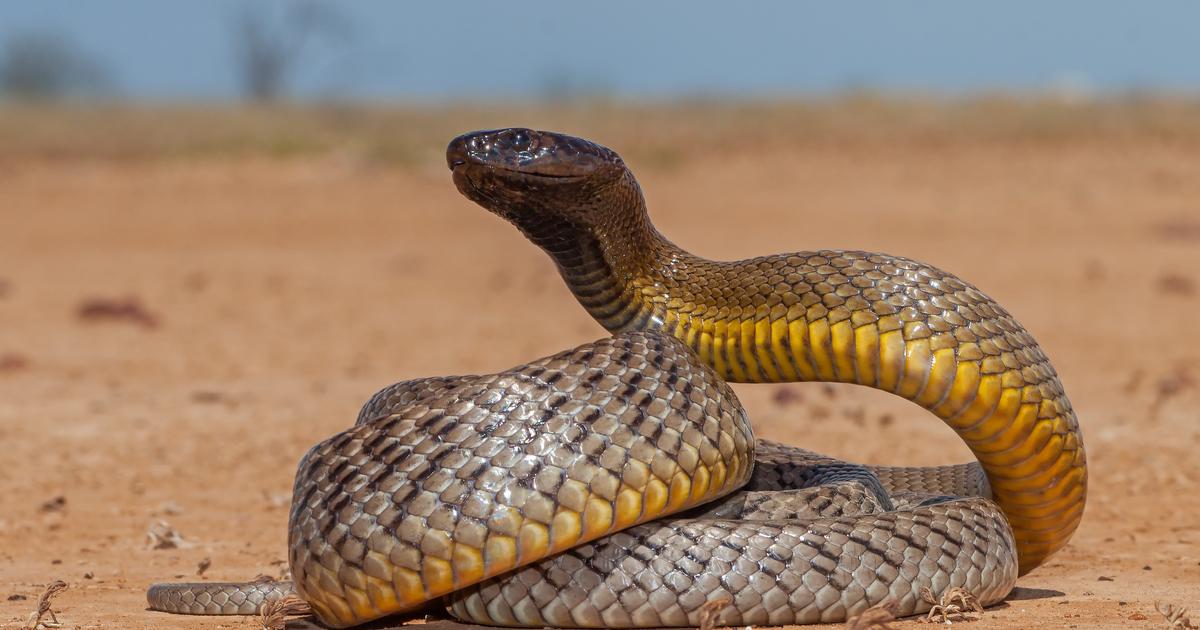 Les serpents venimeux se rapprochent des villes et le nombre de morsures devrait augmenter, selon une étude