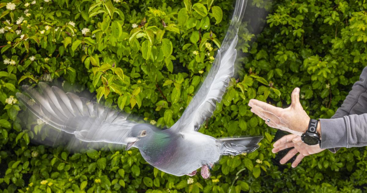 La boussole des pigeons voyageurs est cachée dans leur foie