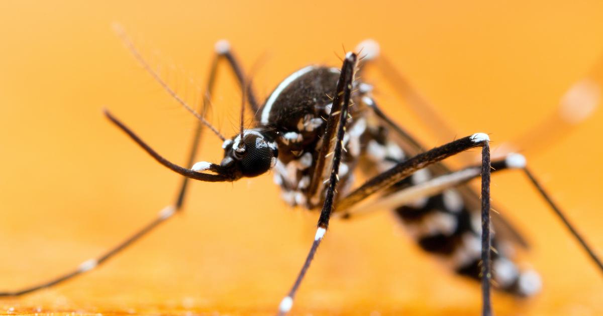 Dengue, Zika, chikungunya : comment bien s’en protéger pendant un voyage?