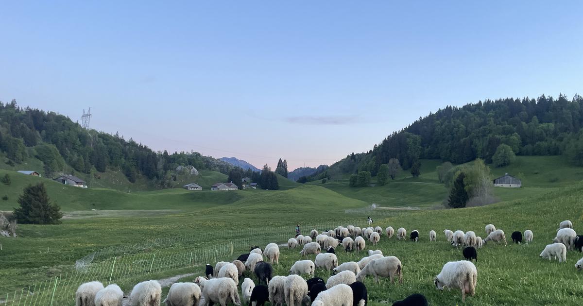 Quand des citadins aident à protéger les troupeaux contre les loups en montagne