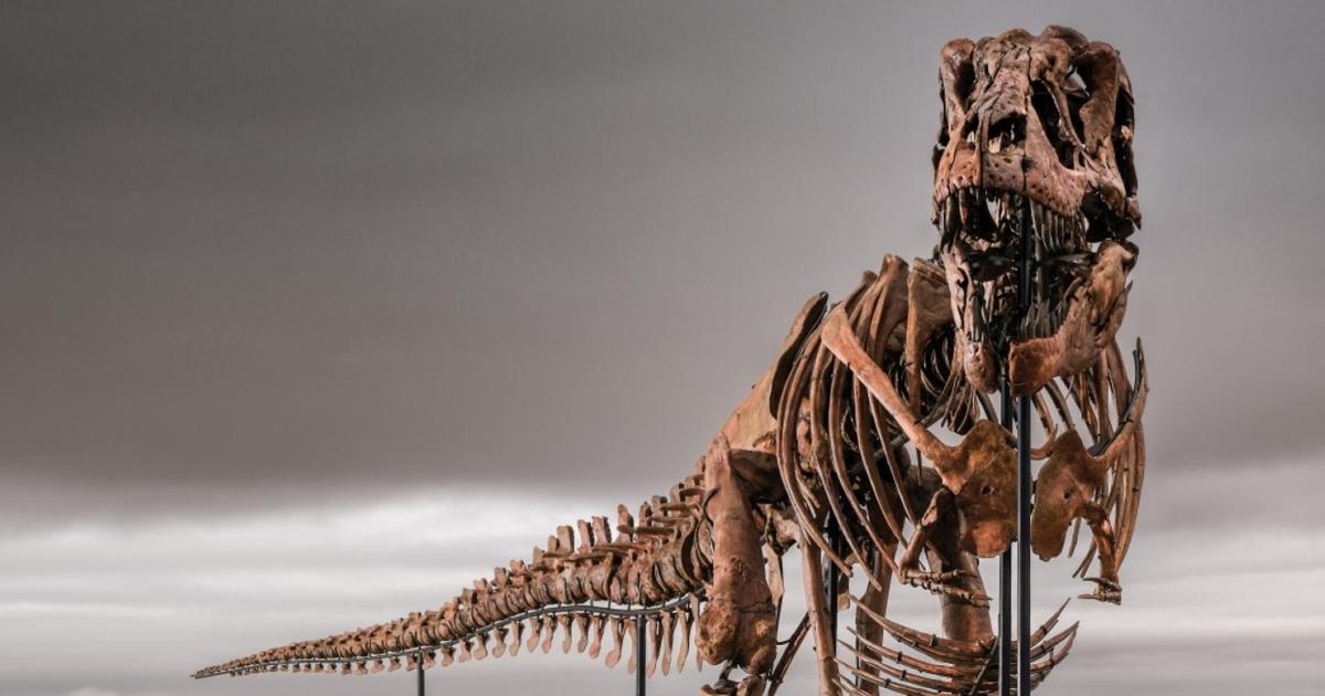 30 millions de dollars pour un dinosaure ? Le plus grand T-Rex jamais découvert mis aux enchères