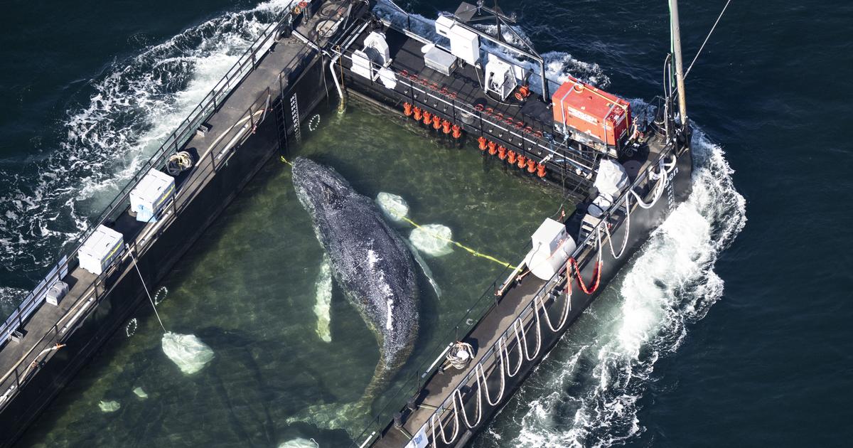 L’autopsie de Timmy, la baleine échouée retrouvée morte au Danemark, est imminente