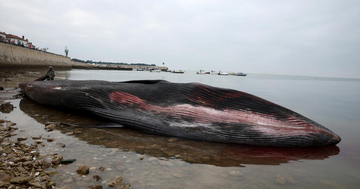 Une baleine de 10 mètres meurt après s’être échouée sur une plage de l'île de Ré