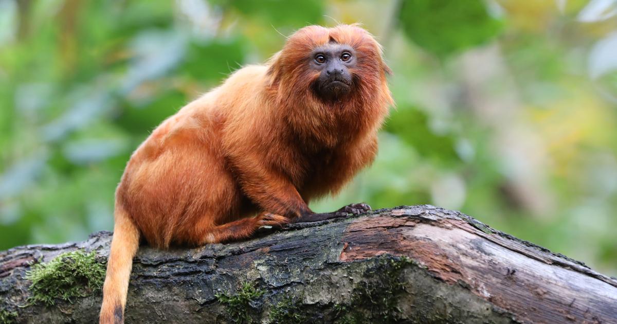 Miracle à Beauval : un singe volé de retour 11 ans plus tard