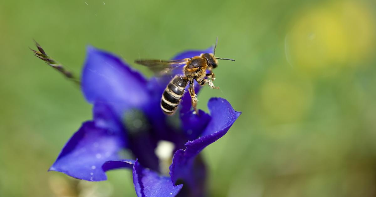 Dynabiod, l’ambitieux programme de la France pour mieux comprendre le déclin de la biodiversité
