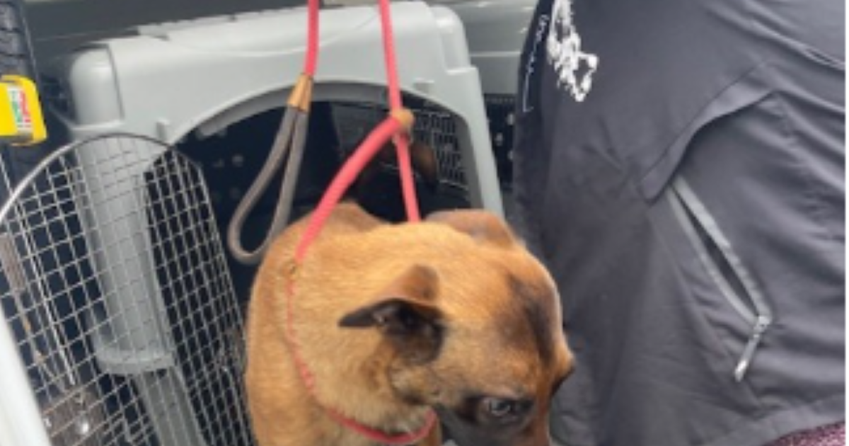 Chiens dénutris, chiots morts en série... À Bordeaux, un couple condamné pour des faits de maltraitance animale