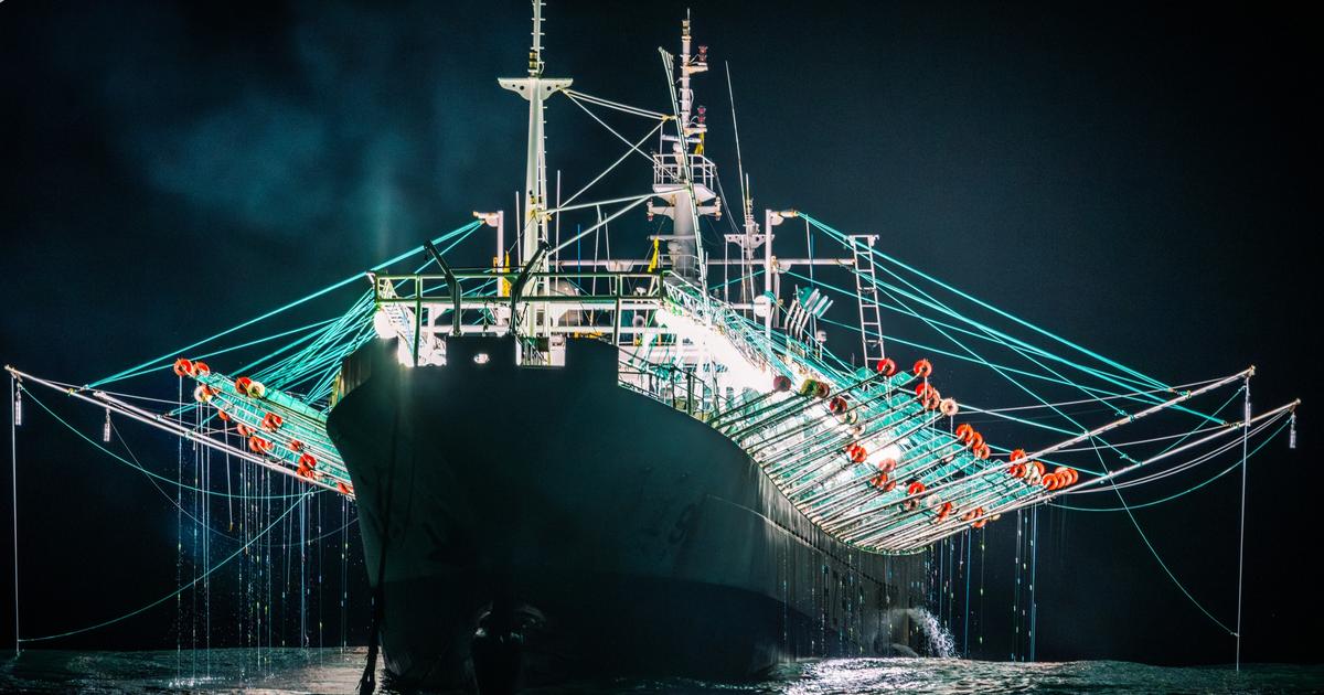 Un rapport accablant sur la pêche « à la lumière », dominée par la Chine, qui vide les océans de leurs calmars