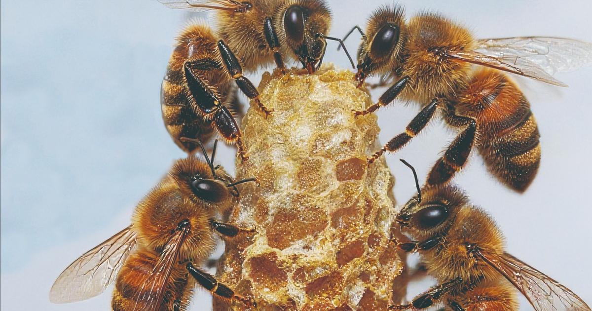 Chez les abeilles, la gelée royale n’est pas le seul secret des reines pour vivre si longtemps