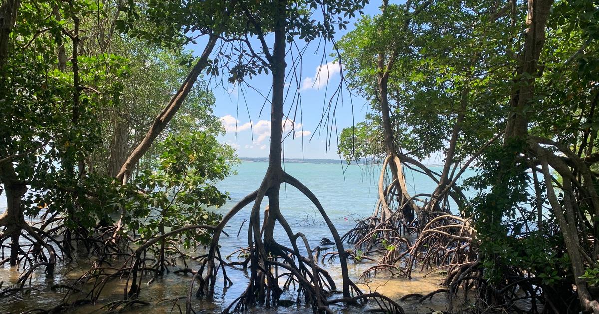 Les mangroves font preuve d’une surprenante résilience